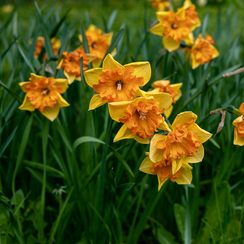 Narcissus Mondragon - Grootkronige narcis (Groeiplaats)