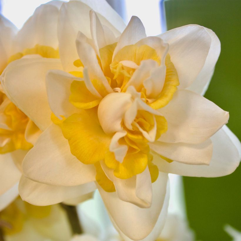 Narcissus Peach Cobbler - Dubbele narcis (Bloei)