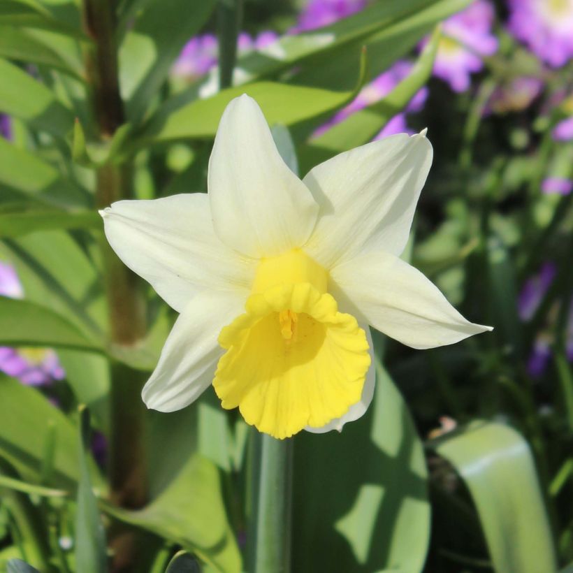 Narcissus cyclamineus Peeping Jenny -Cyclamen-narcis (Bloei)