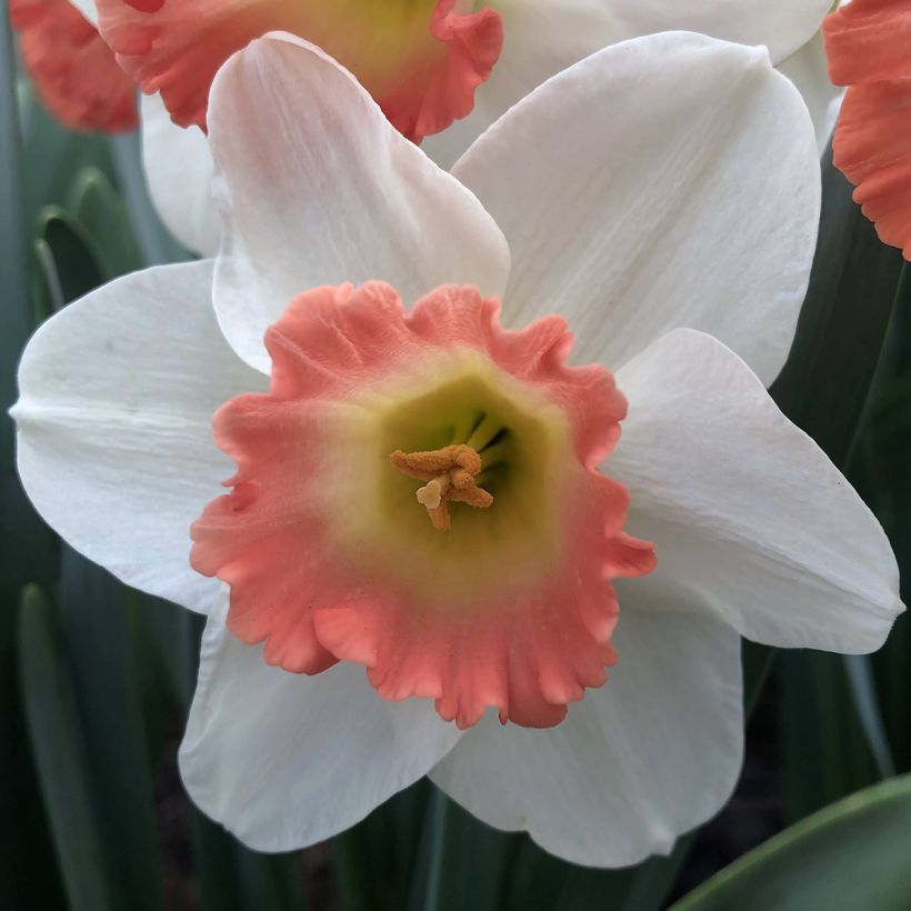 Narcissus Pink Charm - Grootkronige narcis (Bloei)