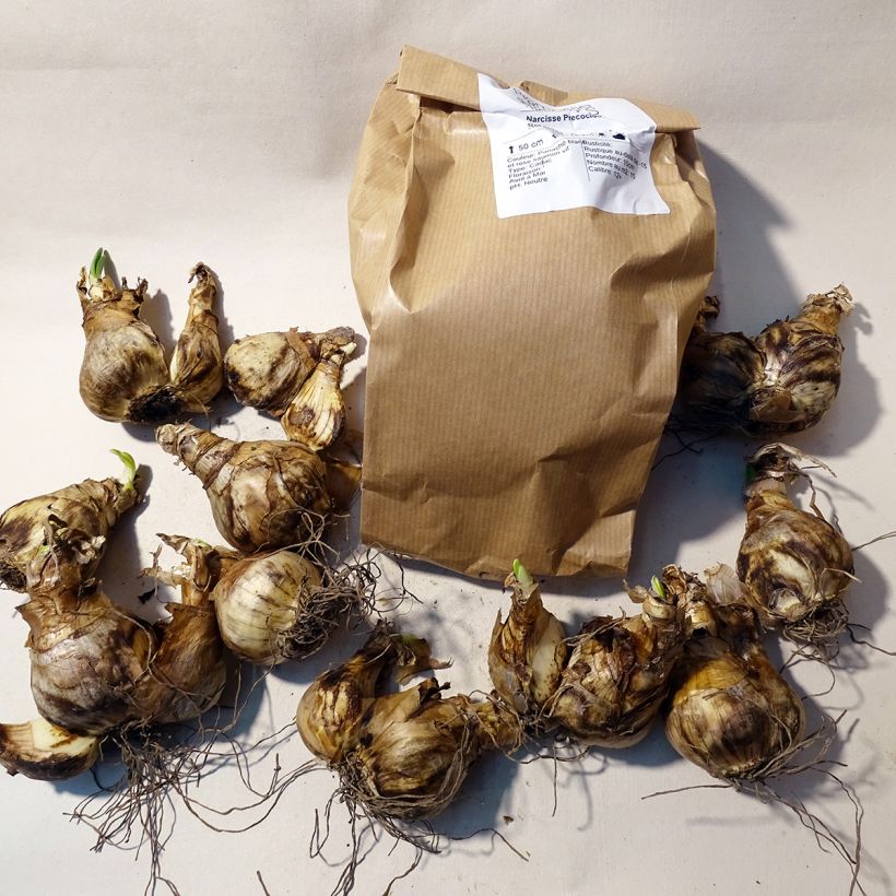 Voorbeeld van een exemplaar van Narcissus Precocious - Grootkronige narcis Doos kaliber 14/16 zoals geleverd