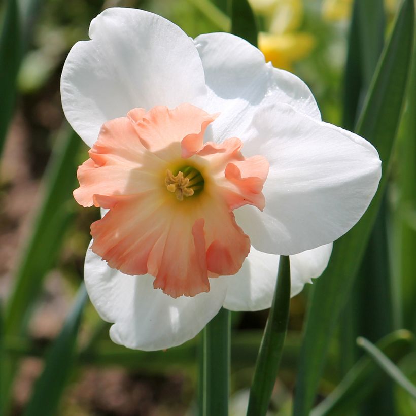 Narcissus Precocious - Grootkronige narcis (Bloei)