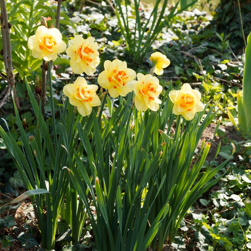 Narcissus Tahiti - dubbele narcis (Groeiplaats)