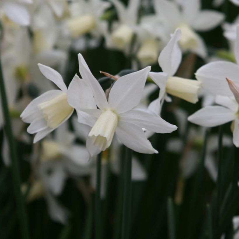 Narcissus cyclamineus Toto - Cyclamen-narcis (Bloei)