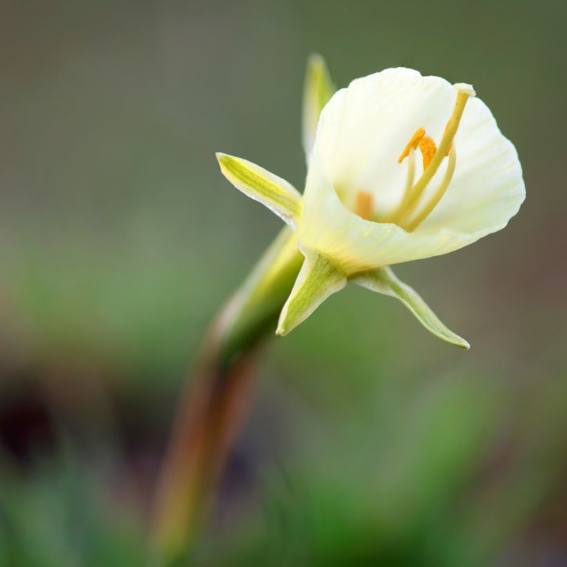 Narcissus bulbocodium White Petticoat - Bolbuikige narcis (Bloei)