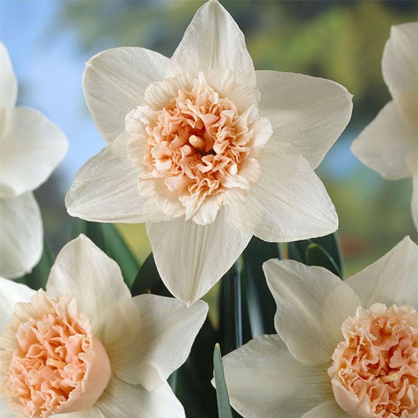 Narcissus Petit Four - Dubbele narcis (Bloei)