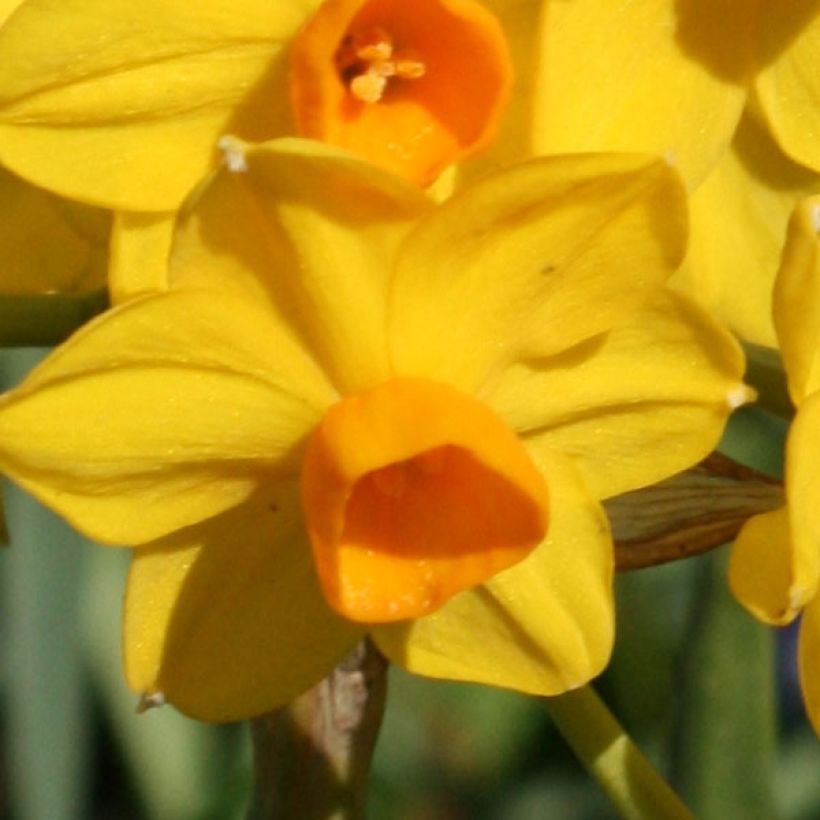 Narcissus Grand Soleil d Or - Tazetta-narcis (Bloei)
