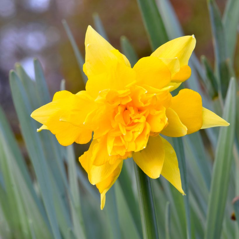 Narcisse odorus Campernelle - Narcis (Bloei)