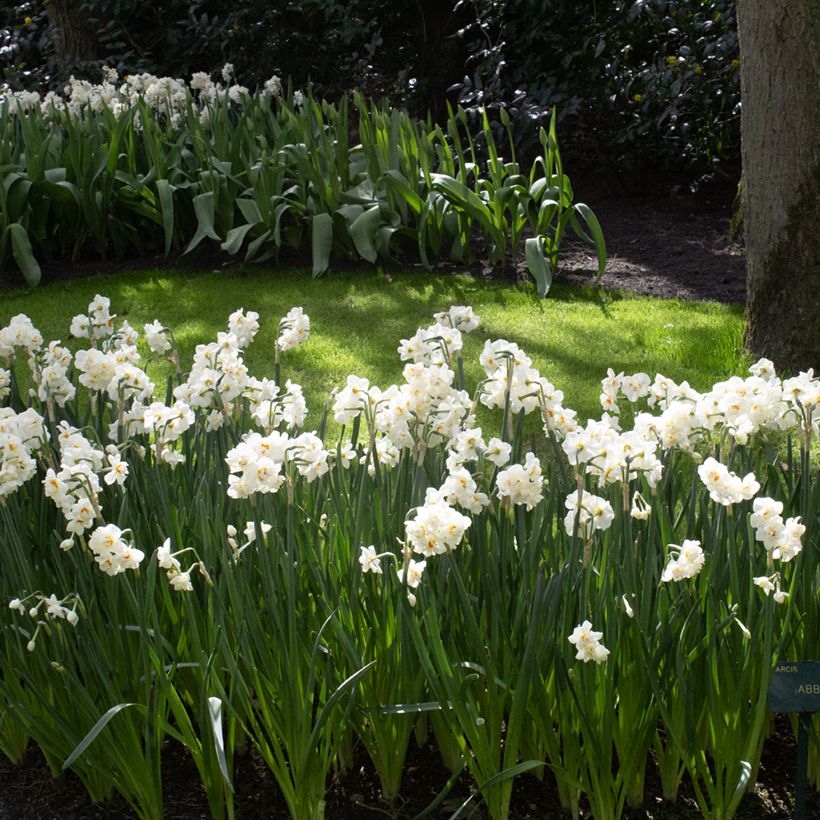Narcissus tazetta Abba - Tazetta-narcis (Groeiplaats)