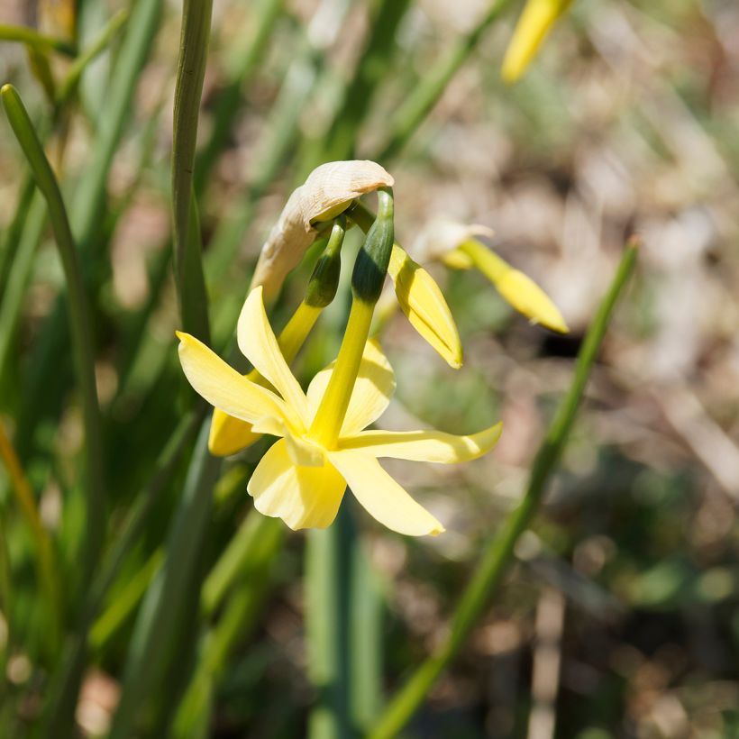 Narcissus Hawera - Dwergnarcis (Bloei)