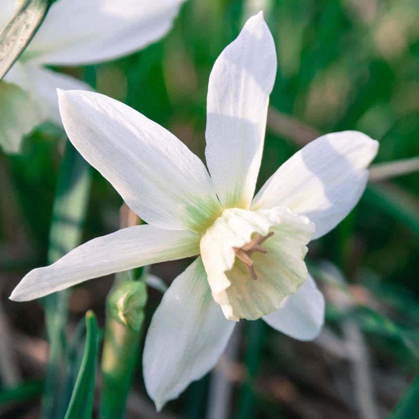 Narcissus Thalia - Triandrus-narcis (Bloei)