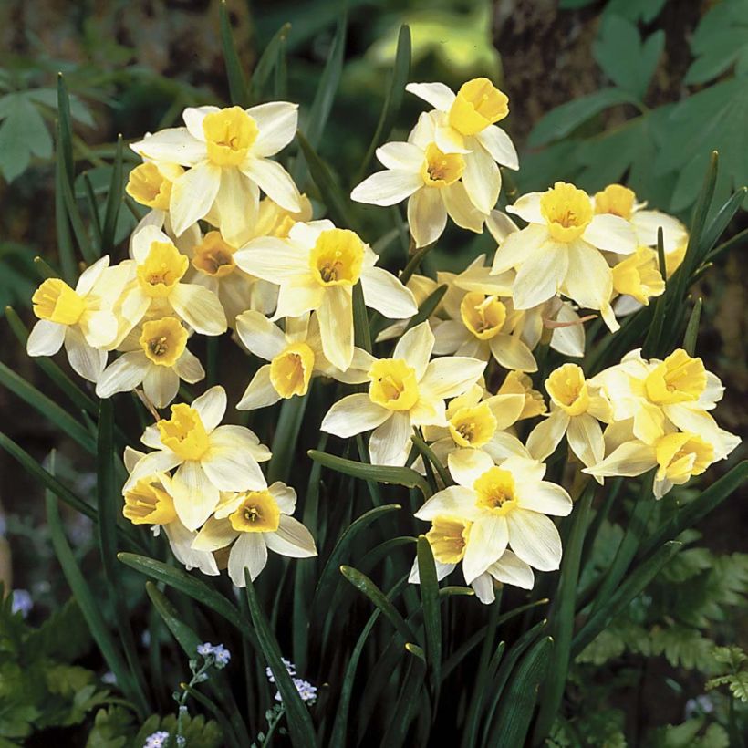 Narcissus Sailboat - Jonquilla-narcis (Bloei)