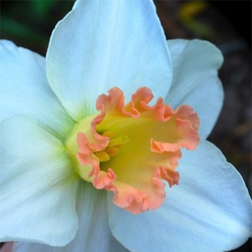 Narcissus cyclamineus Skype - Cyclamen-narcis (Bloei)