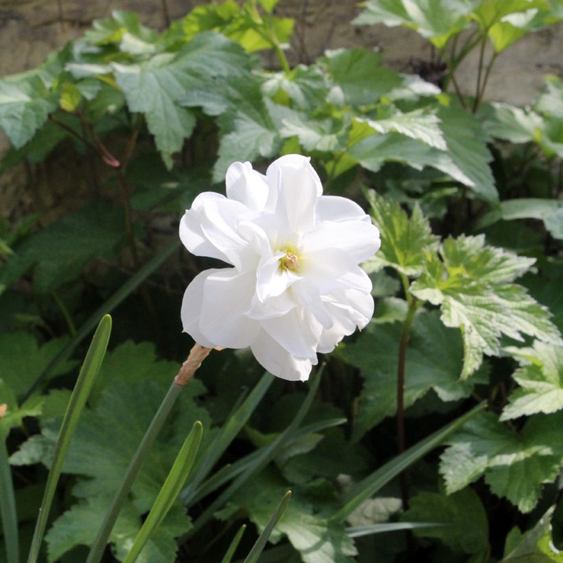 Narcissus poeticus Albus Plenus Odoratus - Dubbele Dichtersnarcis (Groeiplaats)