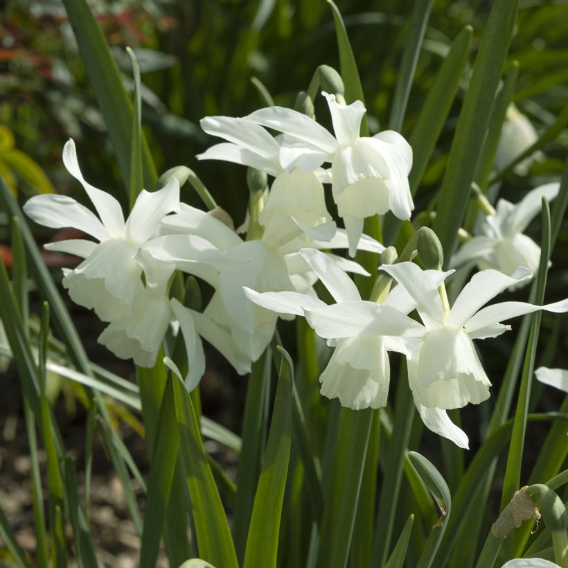 Narcissus jonquilla Pueblo - Jonquilla narcis (Bloei)