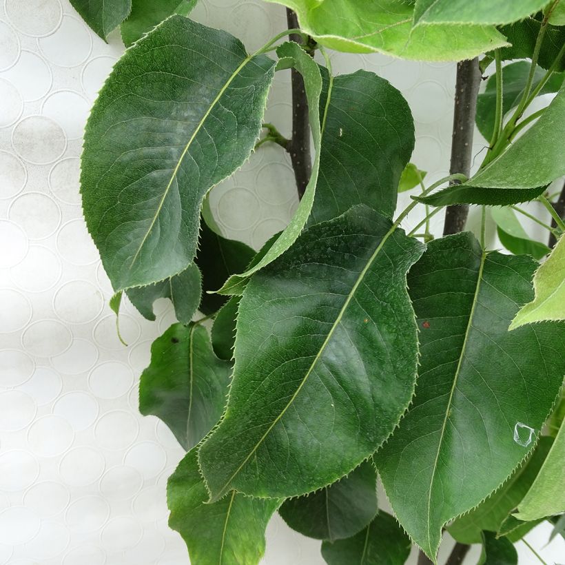 Nashipeer Hosui - Pyrus pyrifolia Georges Delbard (Blad)