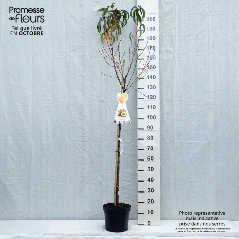 Exemplaar van Nectarine Flavor Top Pot van 7,5 l/10 l, Half-hoge stam zoals geleverd in de herfst