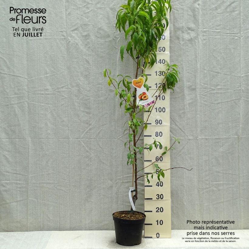 Exemplaar van Nectarine Flavor Top Pot van 7,5 l/10 l, Kelkvormig zoals geleverd in de zomer