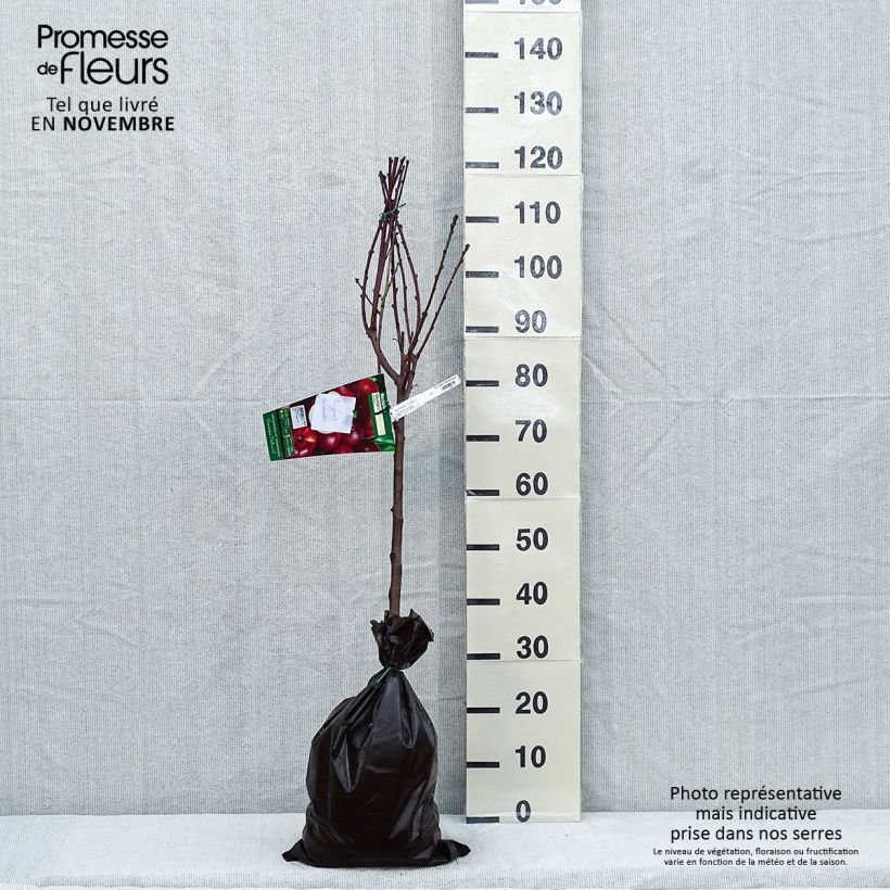 Exemplaar van Nectarine Olympio Georges Delbard Plantklare kluit, Kelkvormig zoals geleverd in de herfst