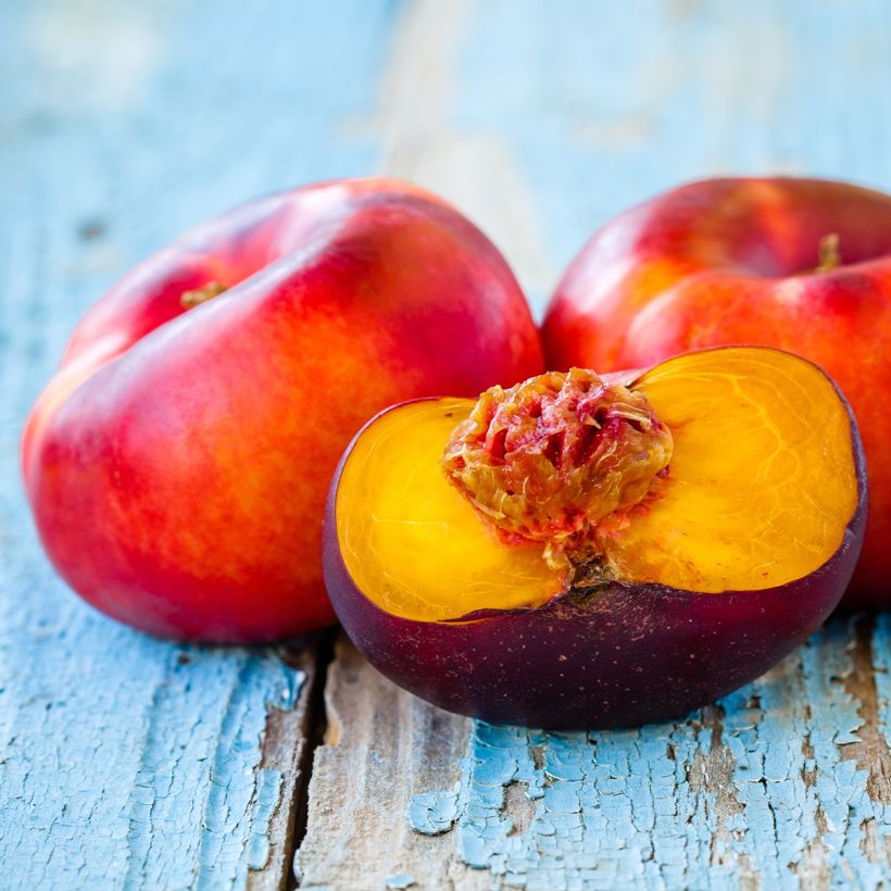 Platte nectarine Flateryna (Oogst)