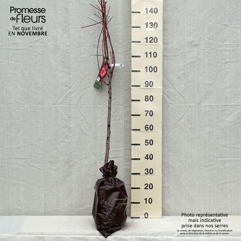 Exemplaar van Nectarine Bloedrode van Auvergne Georges Delbard Plantklare kluit, Kelkvormig zoals geleverd in de herfst