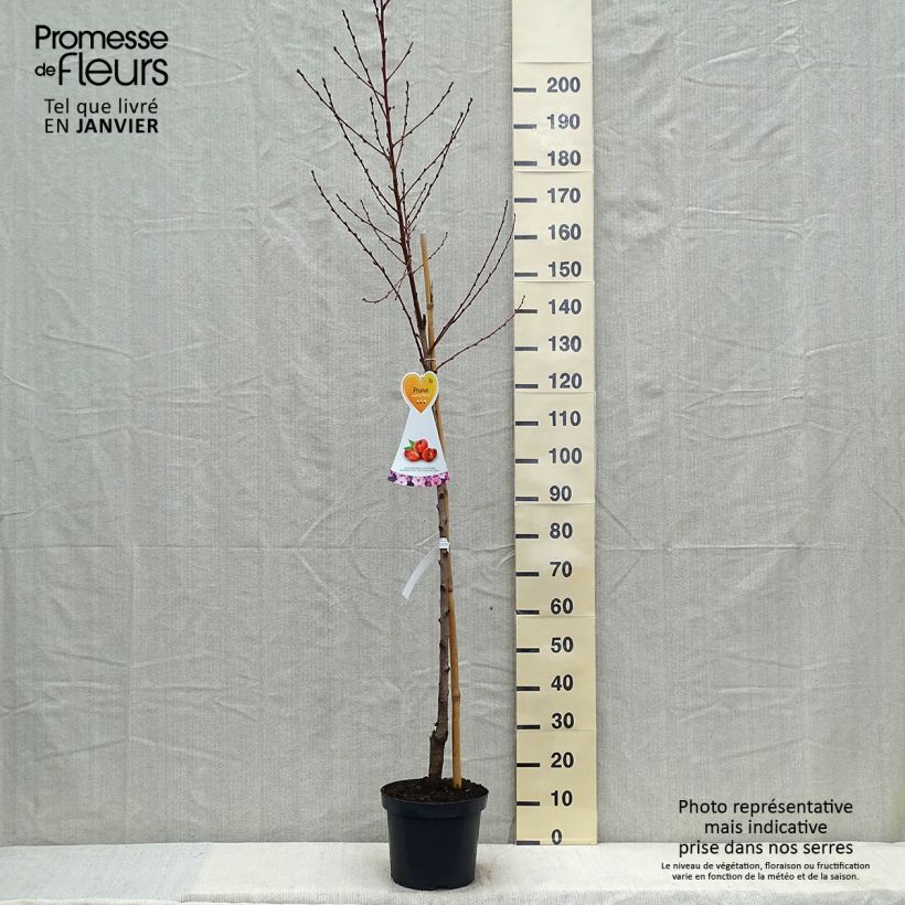 Exemplaar van Platte nectarine Flateryna Pot van 7,5 l/10 l, Half-hoge stam zoals geleverd in de winter