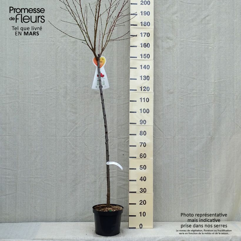 Exemplaar van Platte nectarine Flateryna Pot van 7,5 l/10 l, Half-hoge stam zoals geleverd in de lente
