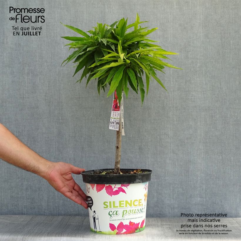 Exemplaar van Dwerg nectarine Garden Beauty Pot van 6 l/7 l, Kwartstam zoals geleverd in de zomer