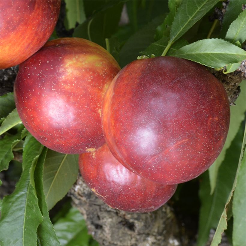 Dwergnectarine Necta Zee (Oogst)