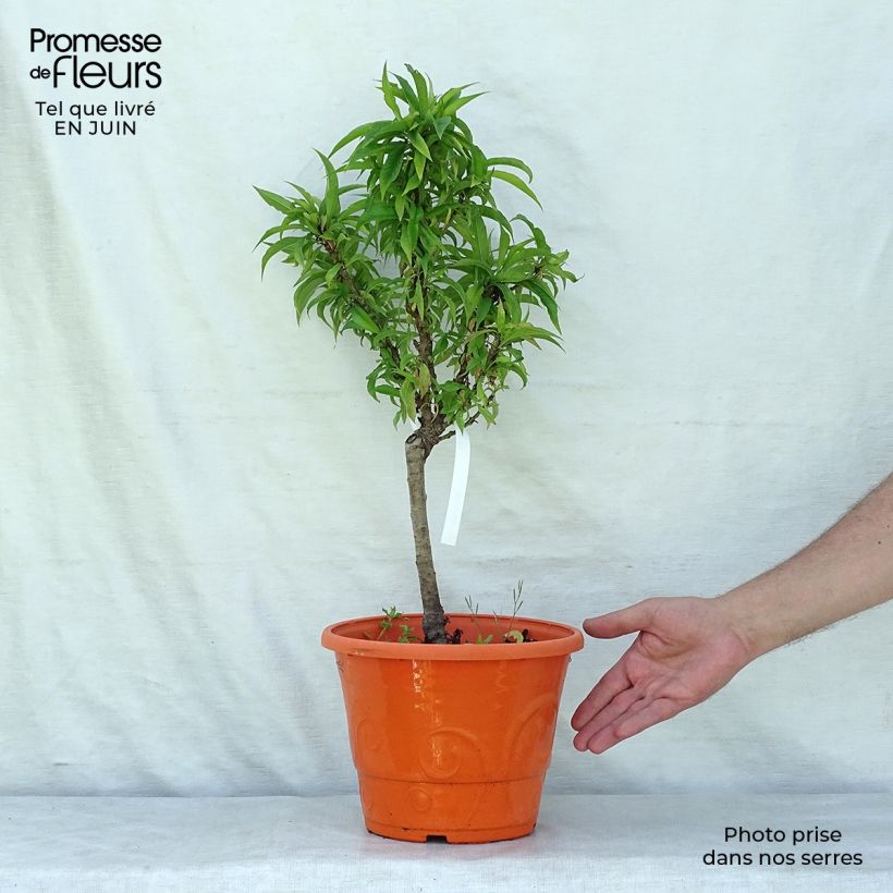 Exemplaar van Dwergnectarine Snow Baby Pot van 7,5 l/10 l, Kwartstam zoals geleverd in de zomer