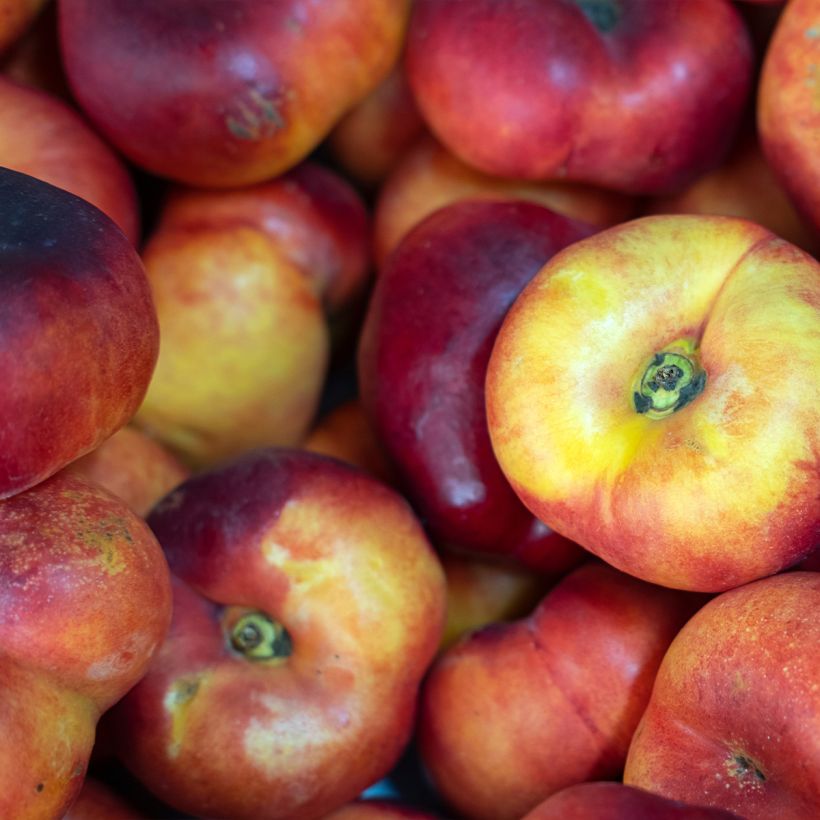 Platte nectarine (Oogst)