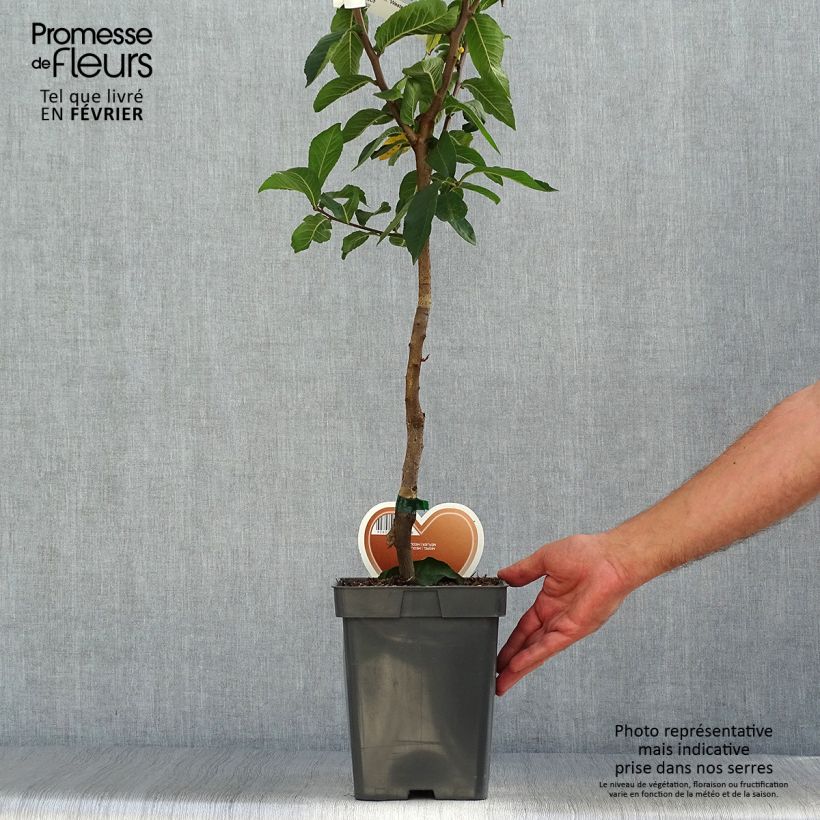 Exemplaar van Mispel Westerveld - Mespilus germanica Pot van 4 l/5 l zoals geleverd in de herfst