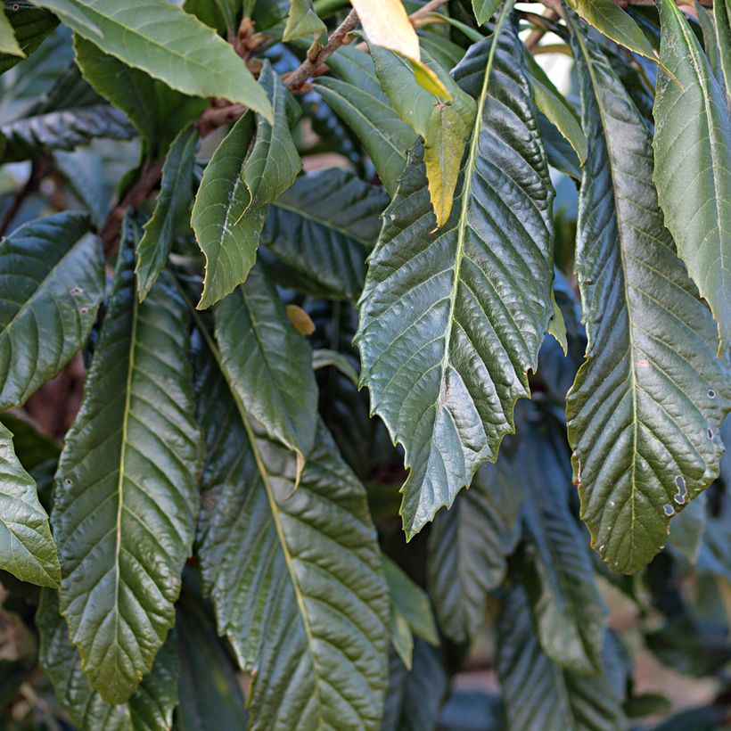 Japanse mispel Tanaka - Eriobotrya japonica (Blad)