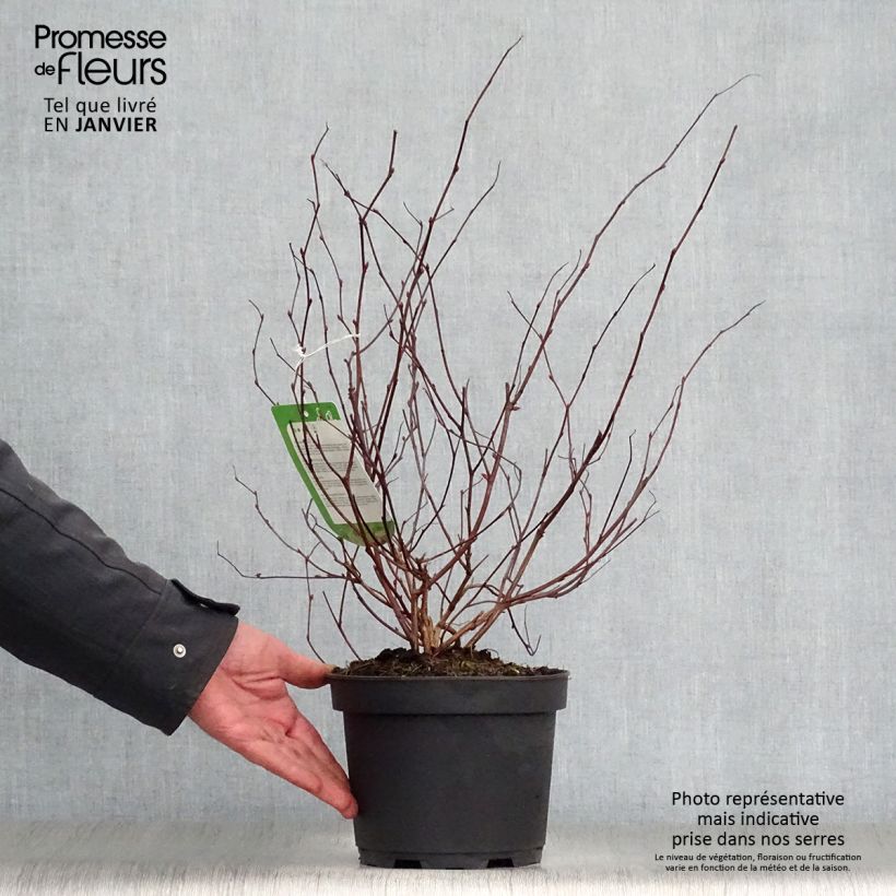 Example of Neillia affinis Pot van 2 l/3 l as you get in hiver