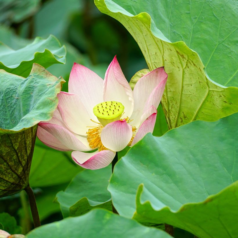 Nelumbo Guifei Zuijiu - Indische lotus (Blad)