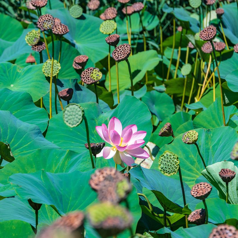 Nelumbo Red at Sunset - Indische lotus (Blad)