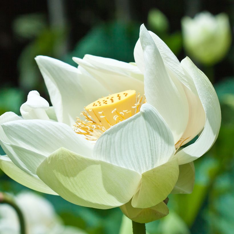 Nelumbo Stellar White - Indische lotus (Bloei)