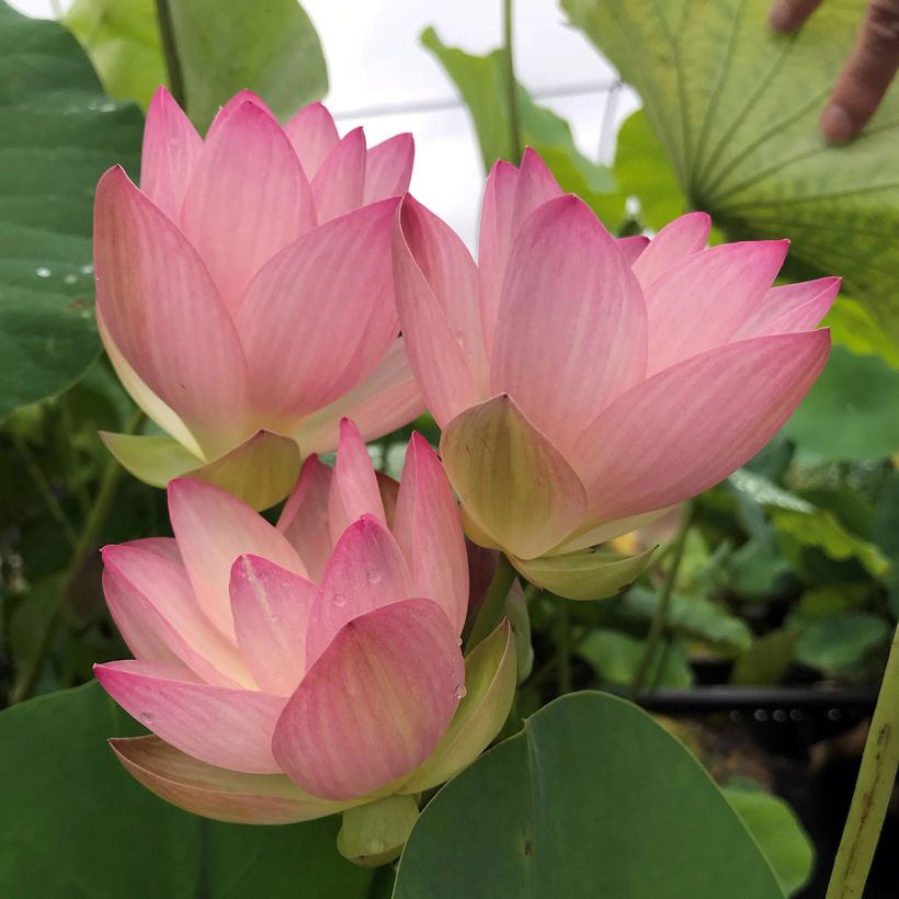 Nelumbo Guifei Zuijiu - Indische lotus (Bloei)
