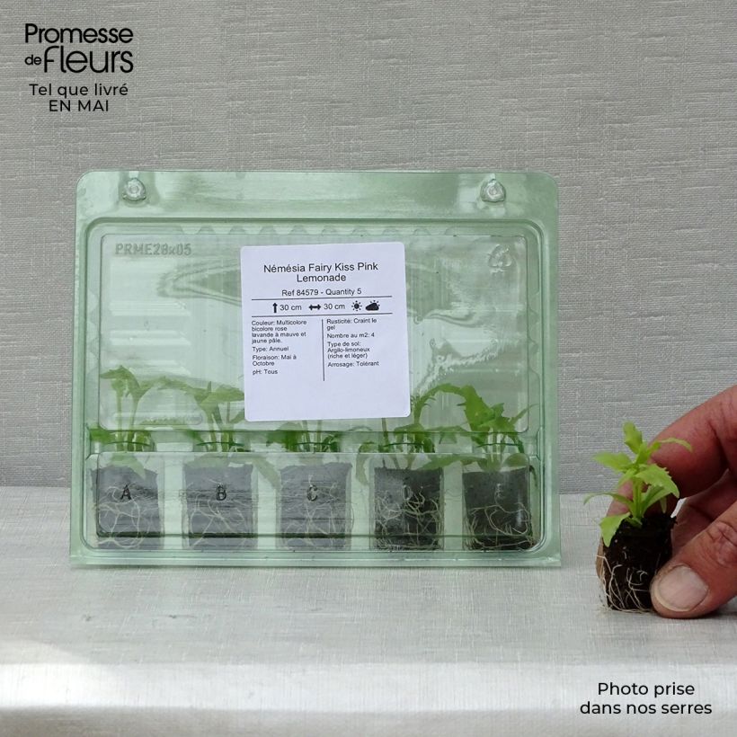 Example of Némésia Fairy Kiss Pink Lemonade Mini-mot Ø 1,5/2,5 cm as you get in printemps