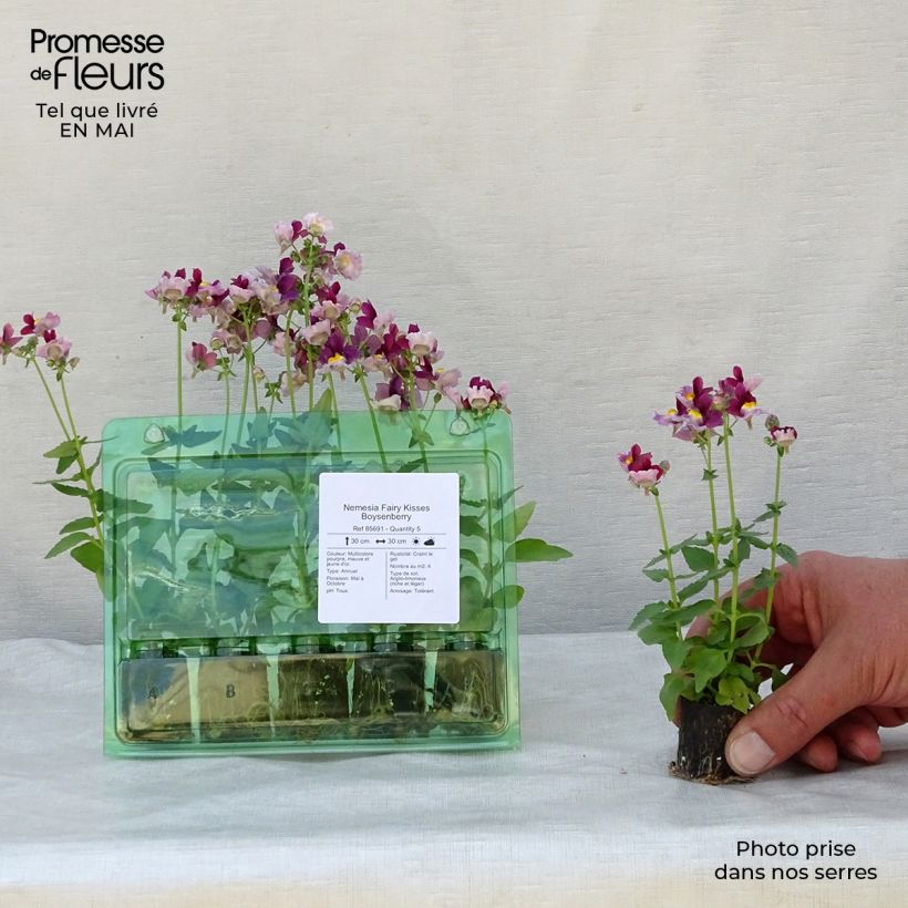 Example of Nemesia Fairy Kisses Boysenberry  Mini-mot Ø 1,5/2,5 cm as you get in printemps