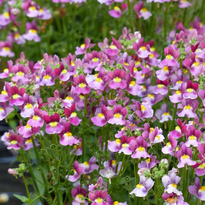 Nemesia Fairy Kisses Boysenberry - Elfenspiegel (Flowering)