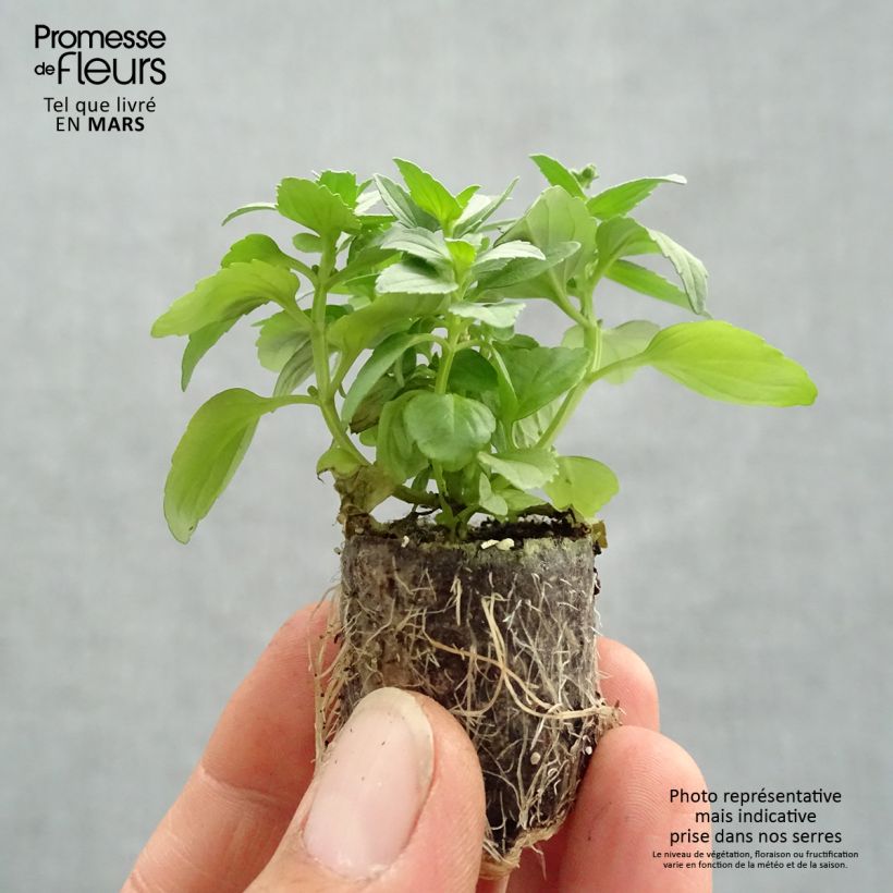 Example of Nemesia Fairy Kisses Citrine Mini-mot Ø 3/4 cm as you get in printemps