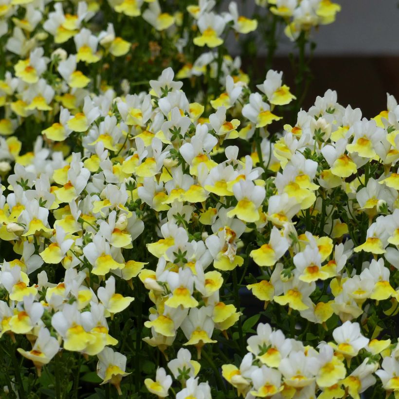 Nemesia Fairy Kisses Citrine - Elfenspiegel (Flowering)