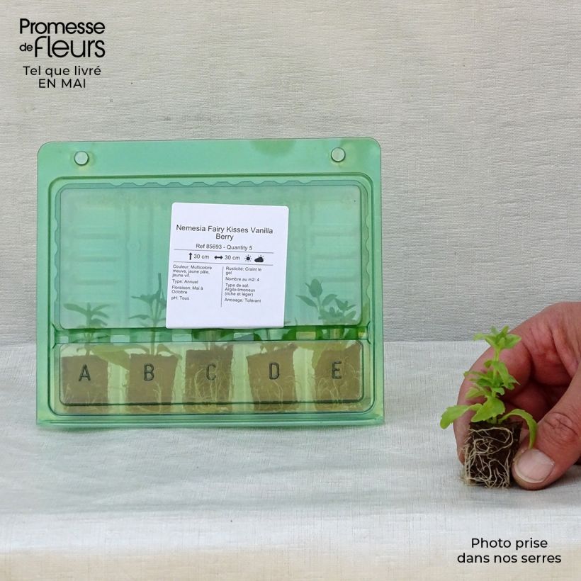 Example of Nemesia Fairy Kisses Vanilla Berry Mini-mot Ø 1,5/2,5 cm as you get in printemps