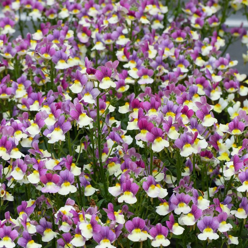 Nemesia Fairy Kisses Vanilla Berry - Elfenspiegel (Flowering)