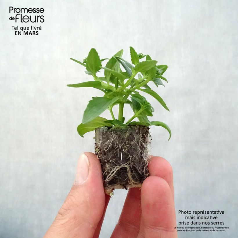 Example of Nemesia Sunpeddle Painted Rose - Miroir des Elfes Mini-mot Ø 3/4 cm as you get in printemps