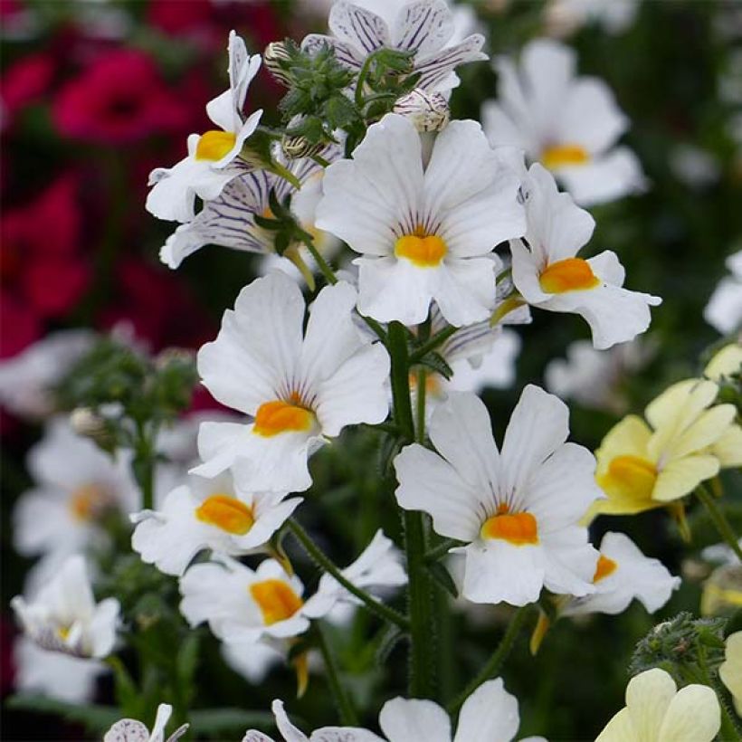 Nemesia Sunsatia Plus Anona - Elfenspiegel (Flowering)