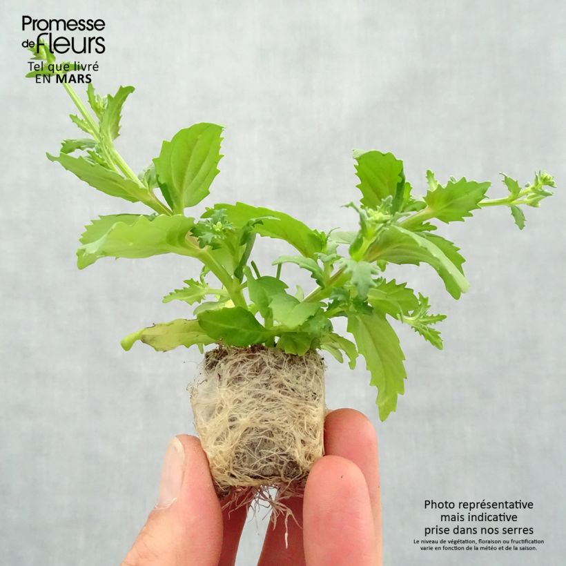 Example of Nemesia Sunsatia Cherry On Ice Mini-mot Ø 3/4 cm as you get in printemps