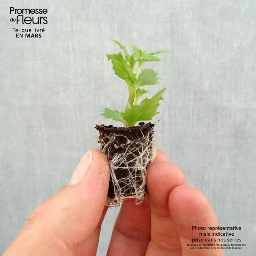 Example of Némésia  Sunsatia Plus Anona Mini-mot Ø 1,5/2,5 cm as you get in printemps