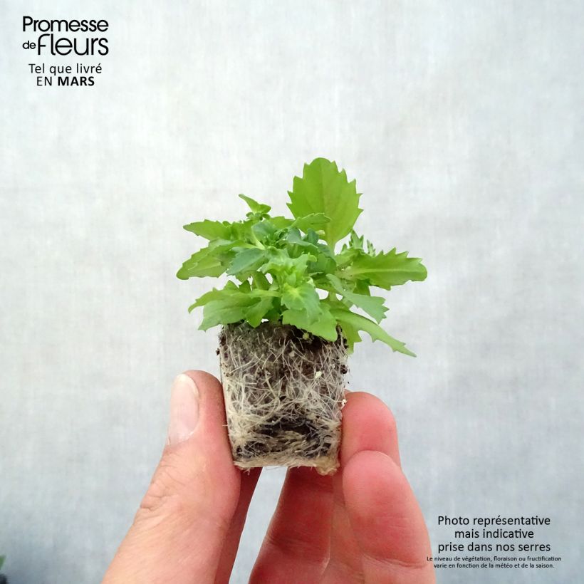 Example of Némésia Sunsatia Plus Berry Delight Mini-mot Ø 3/4 cm as you get in printemps